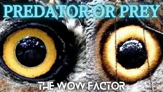 Unusual disguises through evolution #camouflage #predators #prey