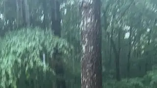 Thunderstorm in the woods