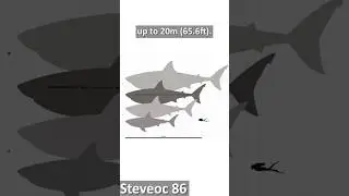The True Size of Megalodon