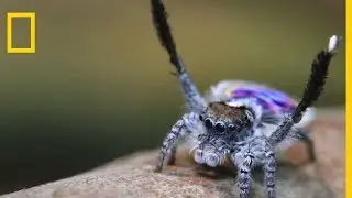 La chorégraphie rythmée de l'araignée paon