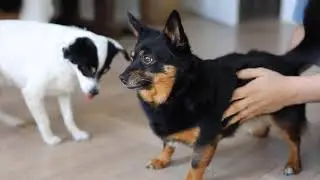 puppy1
