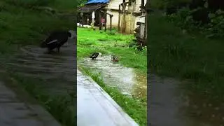 Ducks Enjoying a Rainy Day in a Nepalese Village 🌧️ | Nature's Peaceful Symphony