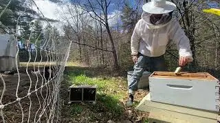 How to Install a Package of Bees Into a Hive