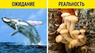 10 ЛОЖНЫХ ФАКТОВ которым нас УЧИЛИ в ШКОЛЕ