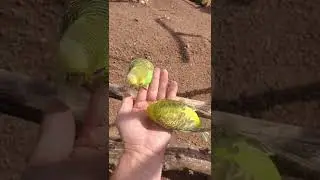 bird park Heiligenkirchen in Detmold.  