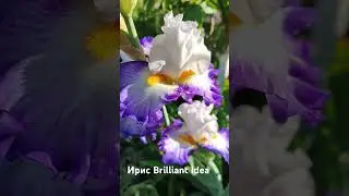 Ирис Brilliant Idea