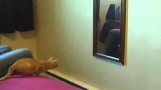 Кошка набрасывается на зеркало прикол