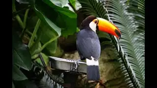 birds  beautiful pohot