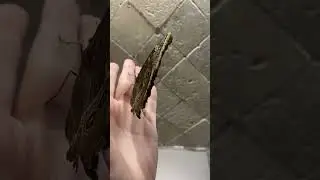 Она такая красивая 😍🦋
