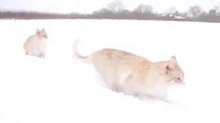 cats in winter