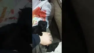 Кошку зовут Багира, живёт в мастерской FreeMotors
