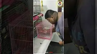 😍🐦Lovebirds Cage ல பானை மாற்றலாமா...⁉️| Jeelani Vlogger |