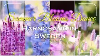 Enchanted Summer Blooms Relaxing: A Color Symphony | Härnösand 2024 4K