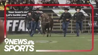 CU mascot Ralphie VI turns 4
