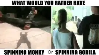 spinning monkey vs spinning gorilla