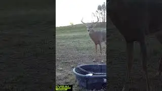 Trail Camera Action! #deer #deerhunting #tactacam