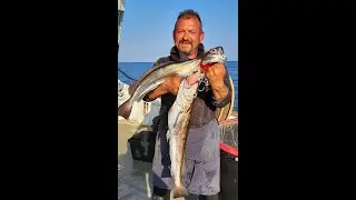 SONO ARRIVATI I NASELLI .... PESCA CON IL PALANGARO E INNESCO DELLA SARDA FRESCA