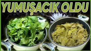 Yumuşacık Oldu !!! - Asma Yaprağı Nasıl Haşlanır - Sarma yaprağı haşlama