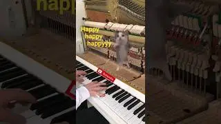 Happy happy happy cat jumping on piano 🐱 