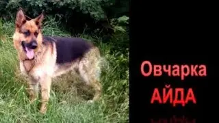 Секс объект - овчарка Айда. Передержка