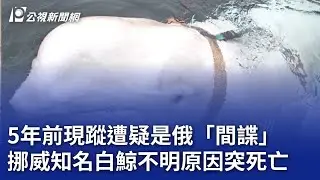 5年前現蹤遭疑是俄「間諜」 挪威知名白鯨不明原因突死亡｜20240902 公視晚間新聞
