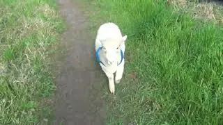 Corderita y Boyero