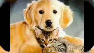 VIDEO  CANI