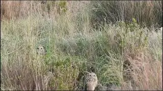 Short-eared Owls - Балотныя совы