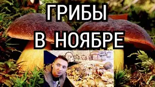 ГРИБОВ РАЗНЫХ ПОЛНО В НОЯБРЕ, ГРИБАЛИМ И ПАРИМ С ПАПАНОМ, ПОДМОСКОВЬЕ 2021.