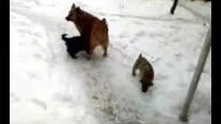 щенки2  дубовка