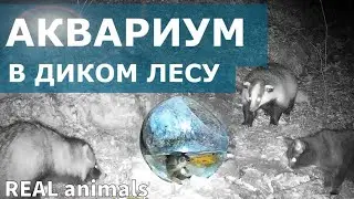 Aquarium in the forest - animals IN SHOCK / Trail camera / REAL animals