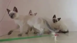 available kittens from thai cats cattery "Royal Symphony"