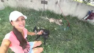 Собаки в поисках добрых рук и любимого хозяина