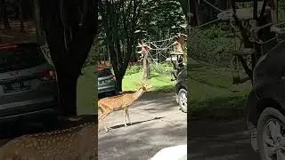 spotted deer