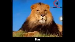 English Picture Dictionary - Learn English Vocabulary with Pictures: Animal