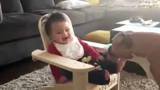 TOP 100 Dogs Licking Baby's Feet and Hands - Funny Cute Videos