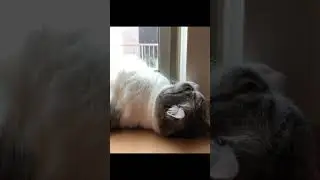 с добрым утром 