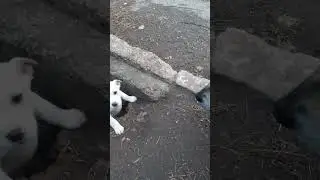 Кормим щенков и маму