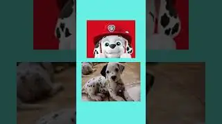Patrulha Canina NA VIDA REAL - 2023 #shorts  #patrulhacanina 1 hour