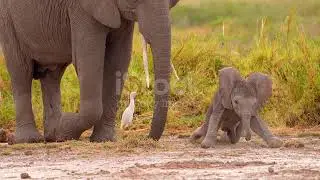 cute elephant 🐘  baby🐘