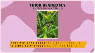 The Buzz on Helping Pollinators - Flies and Beetles