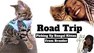 Picking Up Bengal Cat From Breeder| New Jersey Road Trip Vlog | Bengal Kitty Cat