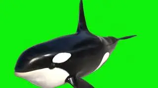 Whale Green screen video