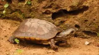 Indian Wildlife - Indian Black Turtle