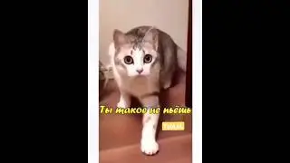 Кот в законе - Если бы мой кот умел говорить
