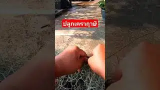 ปลูกเคราฤาษี #ไม้จัดสวน #ทิลแลนเซีย #ไม้ฟอกอากาศ #ไม้ประดับ #การขยายพันธุ์พืช