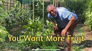 Don’t Be Greedy Develop Your Plant Structure