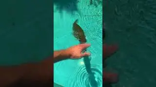 Укус пираньи. Последствия укуса