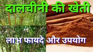 दालचीनी की खेती।dalchini ki kheti।दालचीनी के फायदे।cinnamon farming।दालचीनी का पेड़।cinnamon plant।