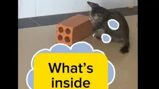 Kitten thinks chickens are hiding in the Brick 😅